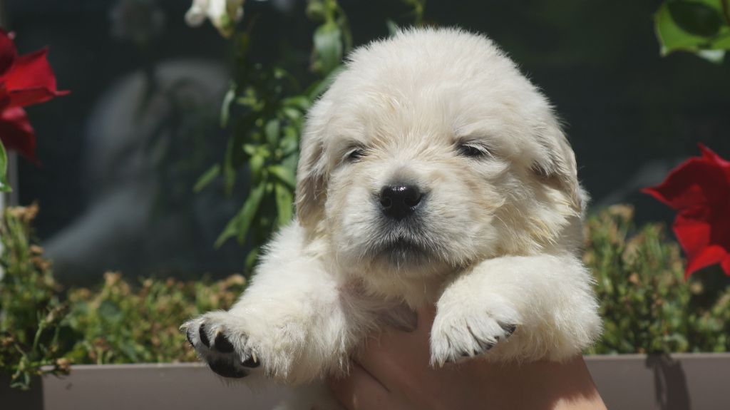 Des Terres De Beaulieu - Chiots disponibles - Golden Retriever