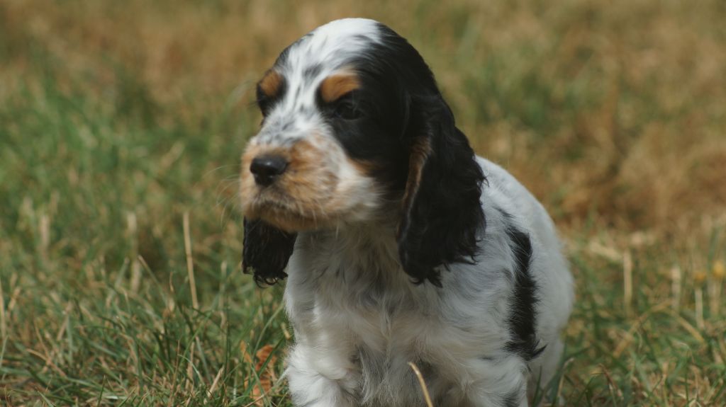 Des Terres De Beaulieu - Cocker Spaniel Anglais - Portée née le 04/07/2025
