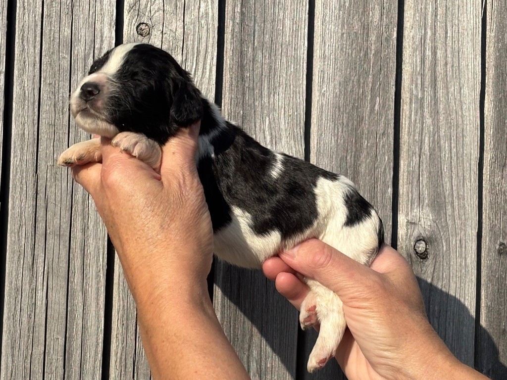 Des Terres De Beaulieu - Chiots disponibles - English Springer Spaniel