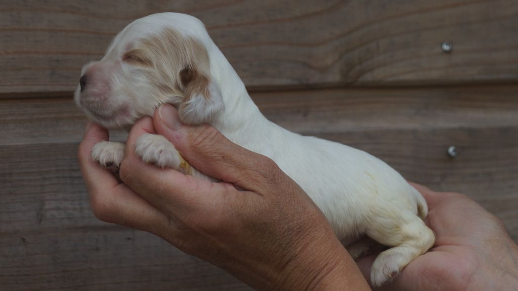 Des Terres De Beaulieu - Chiots disponibles - Cocker Spaniel Anglais