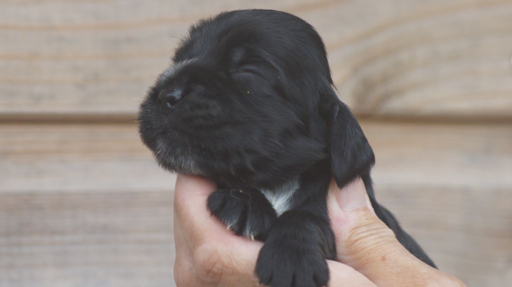 Des Terres De Beaulieu - Chiots disponibles - Cocker Spaniel Anglais