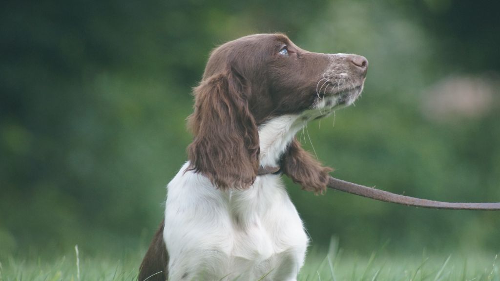 Des Terres De Beaulieu - Chiots disponibles - English Springer Spaniel