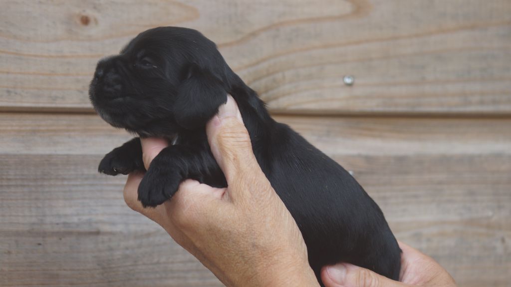 Des Terres De Beaulieu - Chiots disponibles - Cocker Spaniel Anglais