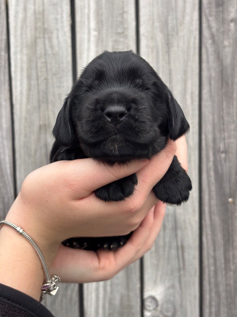 Chiot Cocker Spaniel Anglais Des Terres De Beaulieu