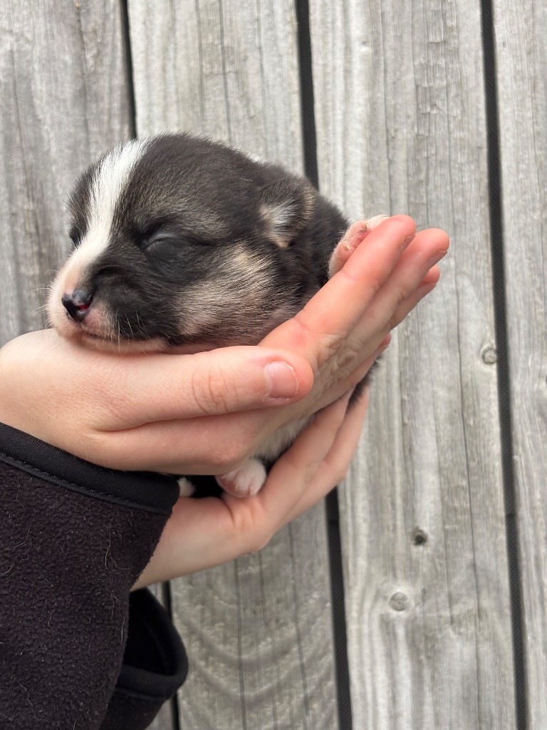 Des Terres De Beaulieu - Chiots disponibles - Welsh Corgi Pembroke