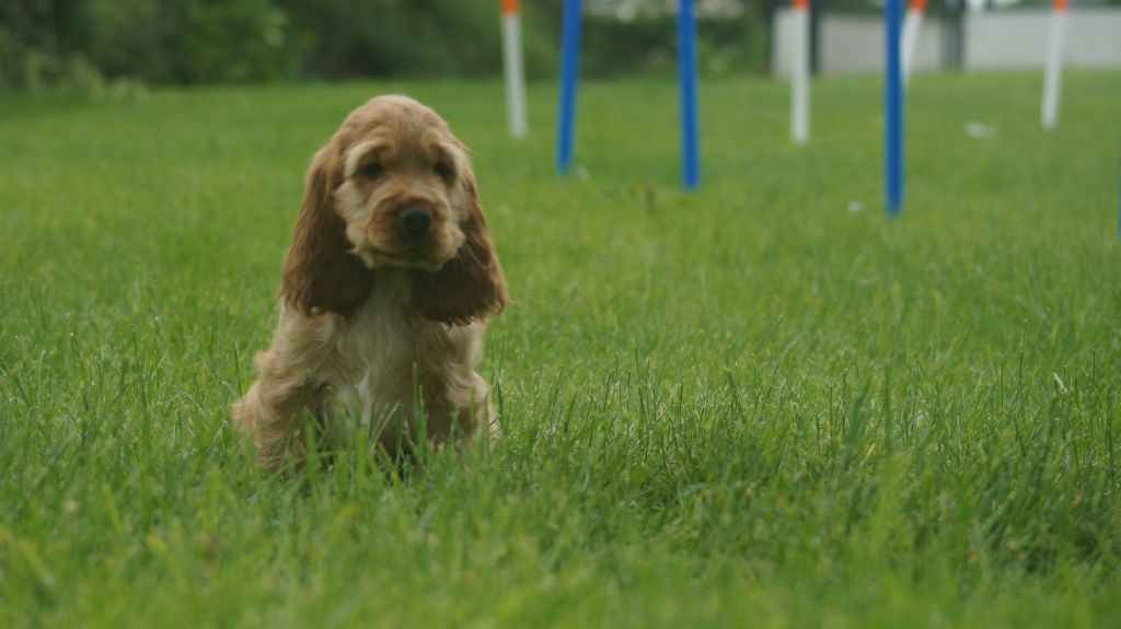 Des Terres De Beaulieu - Chiots disponibles - Cocker Spaniel Anglais