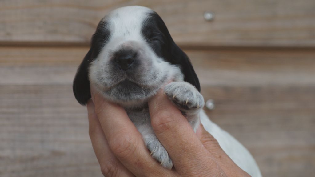 Des Terres De Beaulieu - Chiots disponibles - Cocker Spaniel Anglais