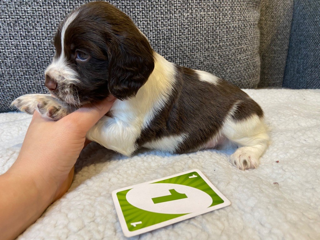 Des Terres De Beaulieu - English Springer Spaniel - Portée née le 11/10/2020