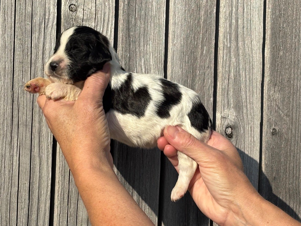 Des Terres De Beaulieu - Chiots disponibles - English Springer Spaniel