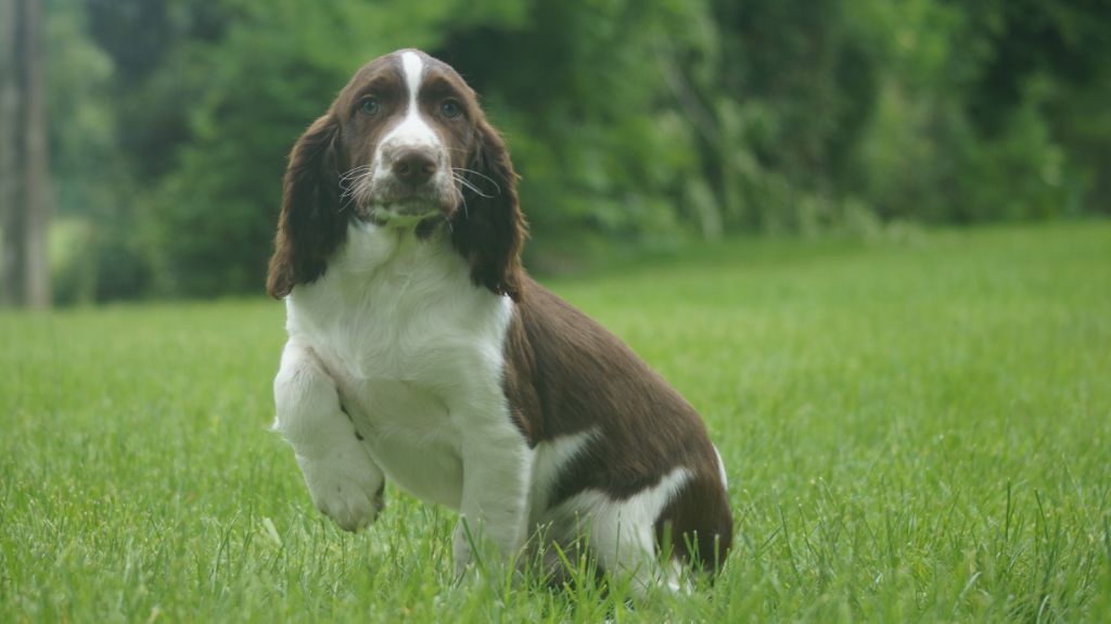 Des Terres De Beaulieu - Chiots disponibles - English Springer Spaniel