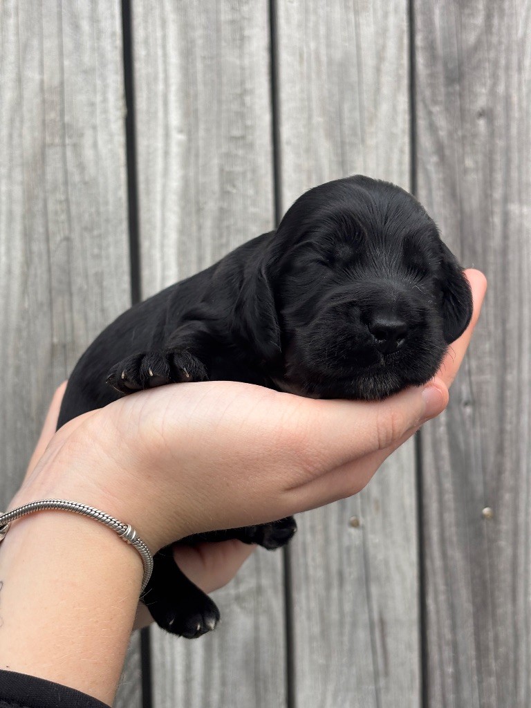 Des Terres De Beaulieu - Chiots disponibles - Cocker Spaniel Anglais