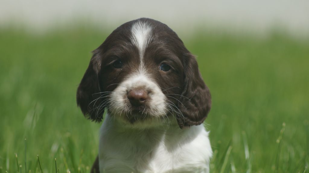 Des Terres De Beaulieu - Chiots disponibles - English Springer Spaniel