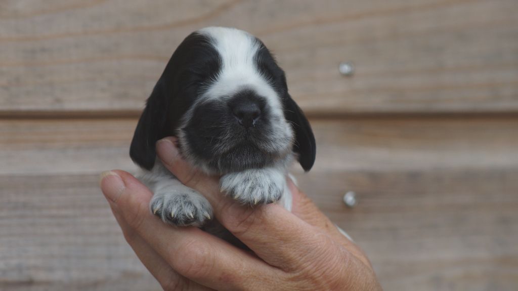 Des Terres De Beaulieu - Chiots disponibles - Cocker Spaniel Anglais