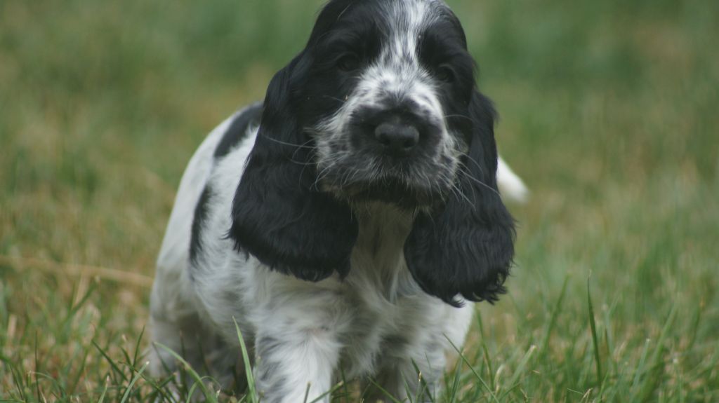 Des Terres De Beaulieu - Chiots disponibles - Cocker Spaniel Anglais