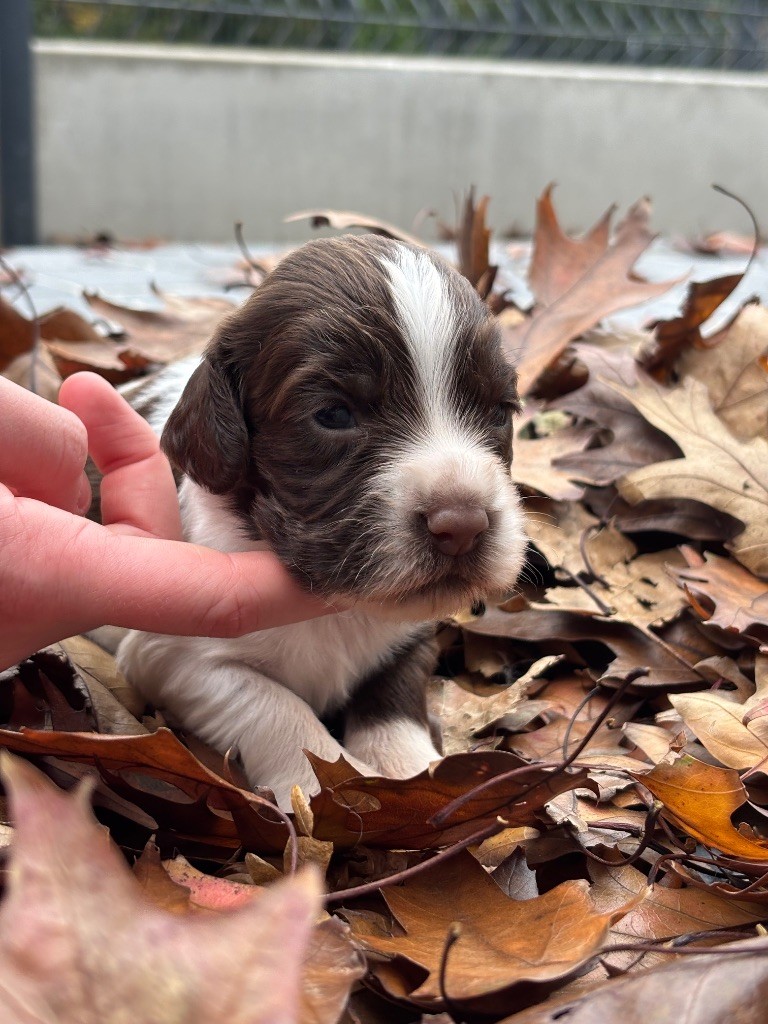 Des Terres De Beaulieu - Chiots disponibles - English Springer Spaniel