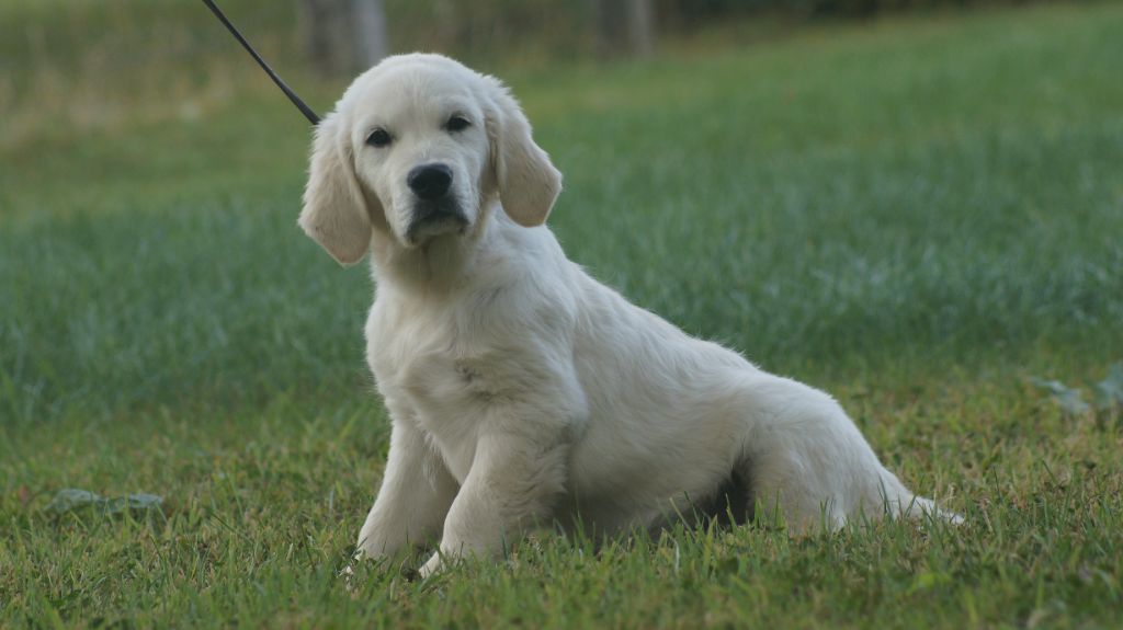 Des Terres De Beaulieu - Chiots disponibles - Golden Retriever