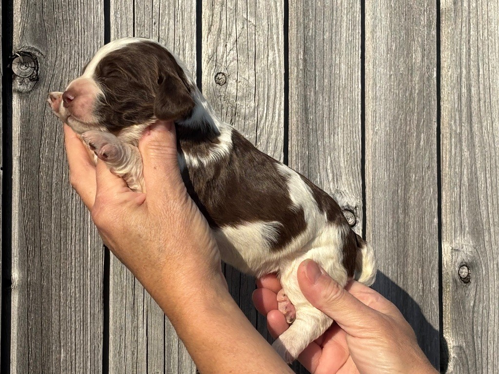 Des Terres De Beaulieu - Chiots disponibles - English Springer Spaniel