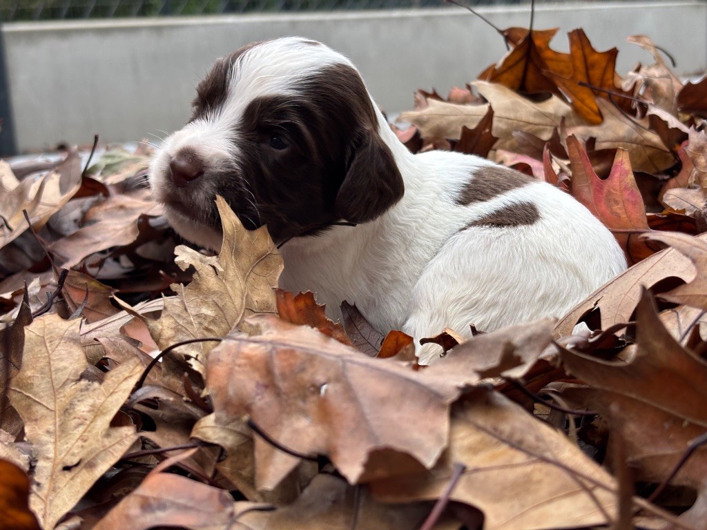 Des Terres De Beaulieu - Chiots disponibles - English Springer Spaniel