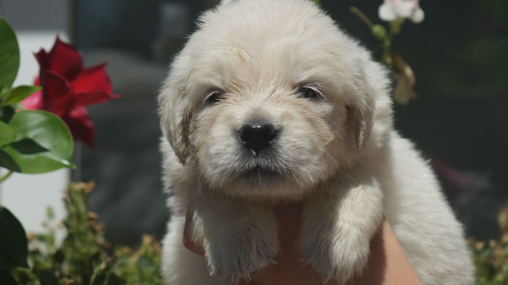 Des Terres De Beaulieu - Chiots disponibles - Golden Retriever
