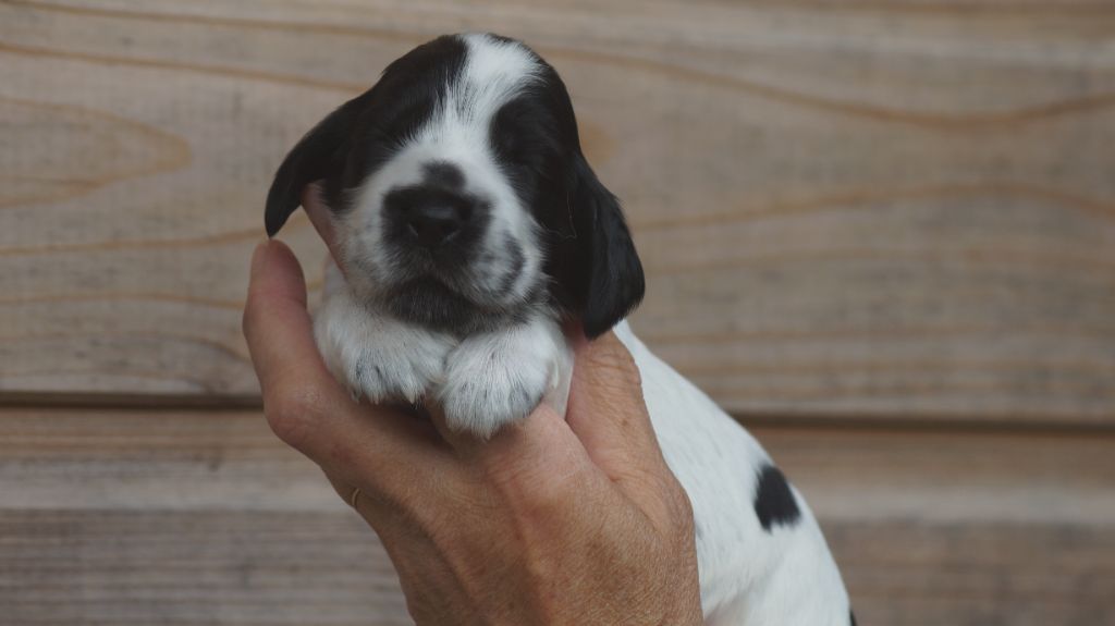 Des Terres De Beaulieu - Chiots disponibles - Cocker Spaniel Anglais