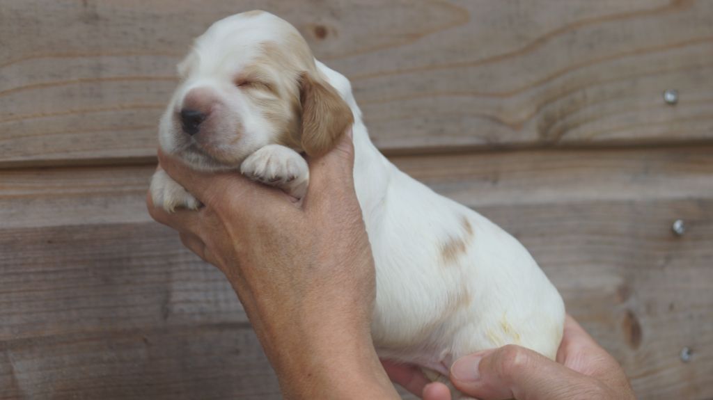 Des Terres De Beaulieu - Chiots disponibles - Cocker Spaniel Anglais
