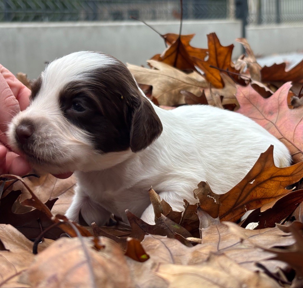 Des Terres De Beaulieu - Chiots disponibles - English Springer Spaniel
