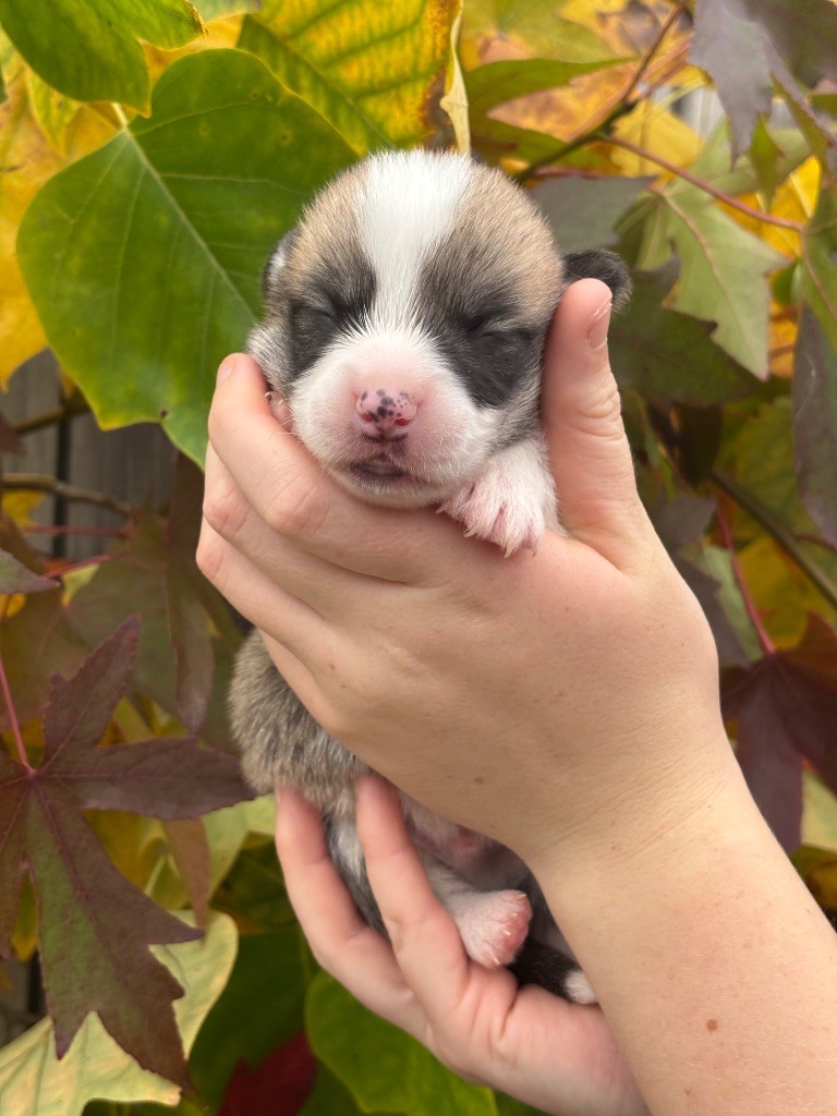 Des Terres De Beaulieu - Chiots disponibles - Welsh Corgi Pembroke