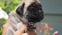OSO