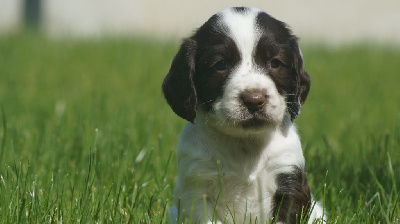 ATHENA