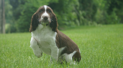 AIKO
