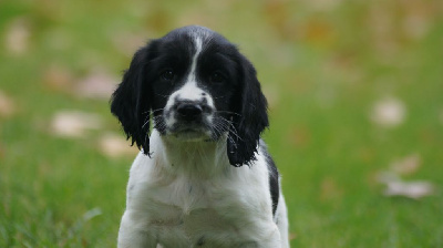 VASKA