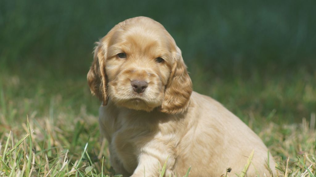 Chiot Cocker Spaniel Anglais Des Terres De Beaulieu