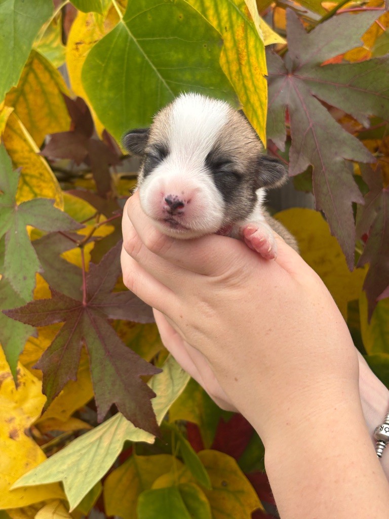 Des Terres De Beaulieu - Chiots disponibles - Welsh Corgi Pembroke