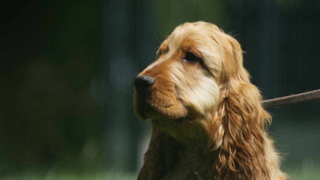 Des Terres De Beaulieu - Chiots disponibles - Cocker Spaniel Anglais