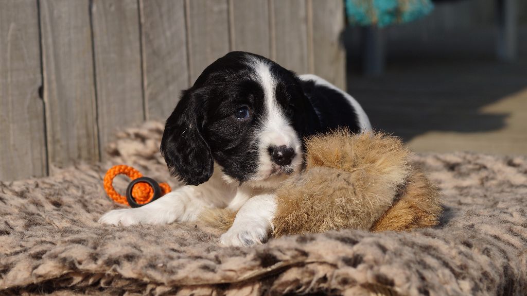 Des Terres De Beaulieu - English Springer Spaniel - Portée née le 25/07/2017