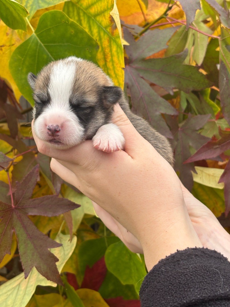 Des Terres De Beaulieu - Chiots disponibles - Welsh Corgi Pembroke