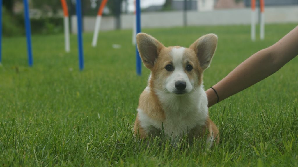 Des Terres De Beaulieu - Chiots disponibles - Welsh Corgi Pembroke