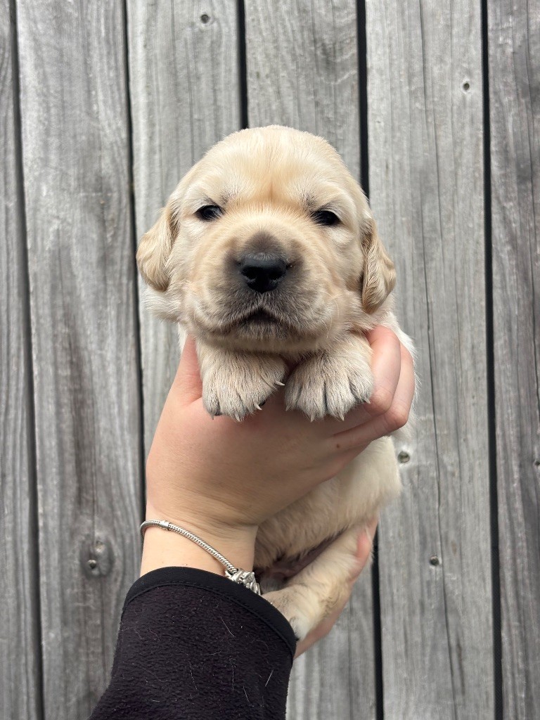 Chiot Golden Retriever Des Terres De Beaulieu