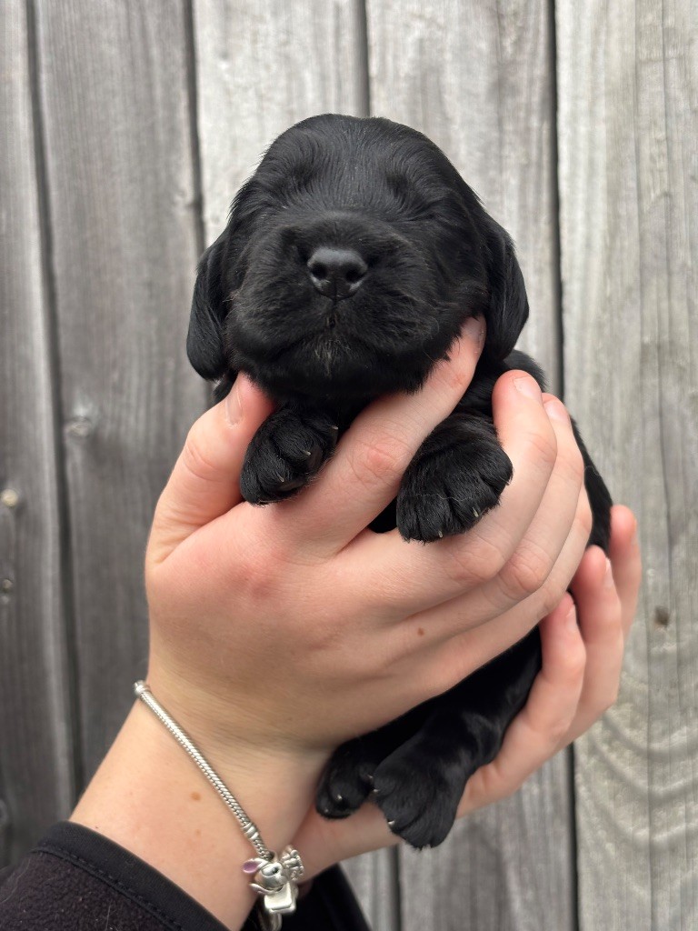 Des Terres De Beaulieu - Chiots disponibles - Cocker Spaniel Anglais