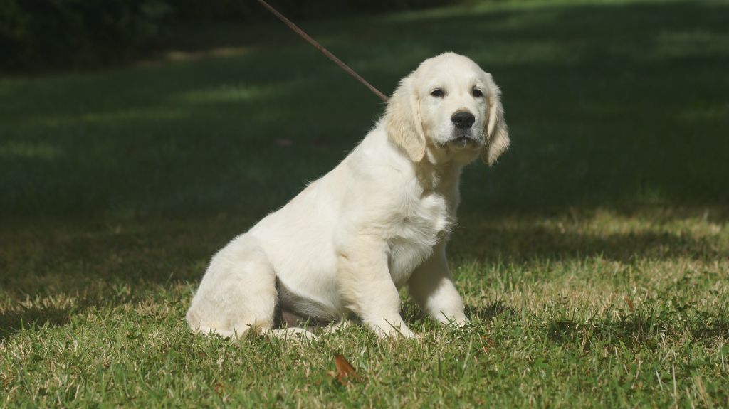 Des Terres De Beaulieu - Chiots disponibles - Golden Retriever