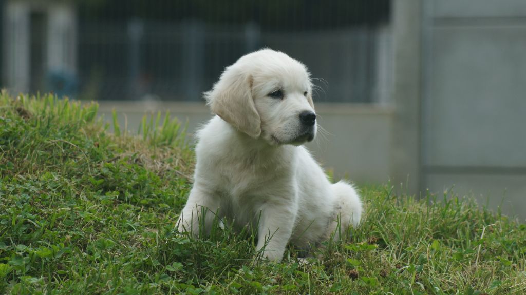 Des Terres De Beaulieu - Chiots disponibles - Golden Retriever