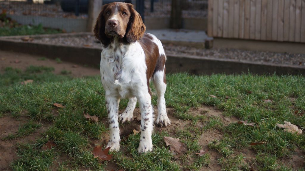 Des Terres De Beaulieu - English Springer Spaniel - Portée née le 04/05/2017