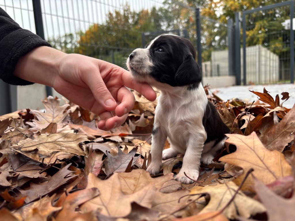 Des Terres De Beaulieu - Chiots disponibles - English Springer Spaniel