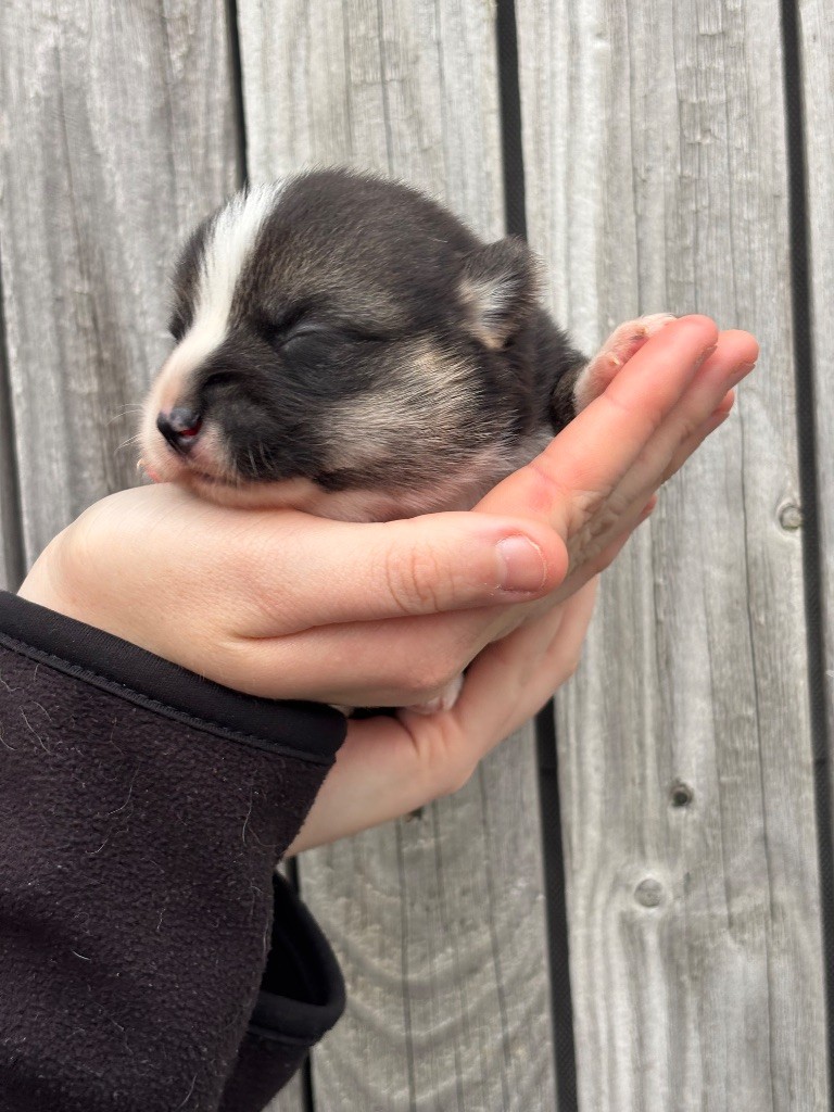 Chiot Welsh Corgi Pembroke Des Terres De Beaulieu