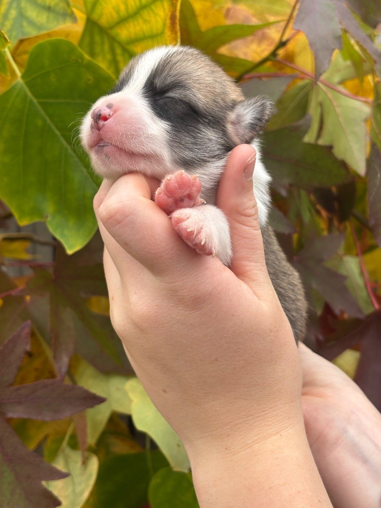 Des Terres De Beaulieu - Chiots disponibles - Welsh Corgi Pembroke