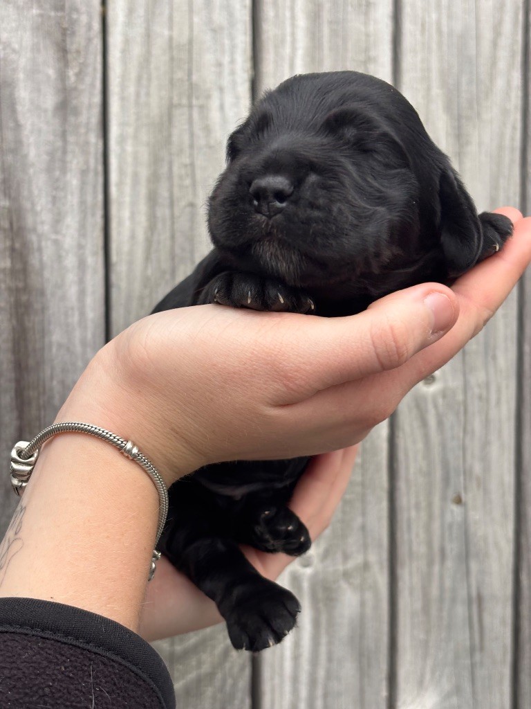 Des Terres De Beaulieu - Chiots disponibles - Cocker Spaniel Anglais