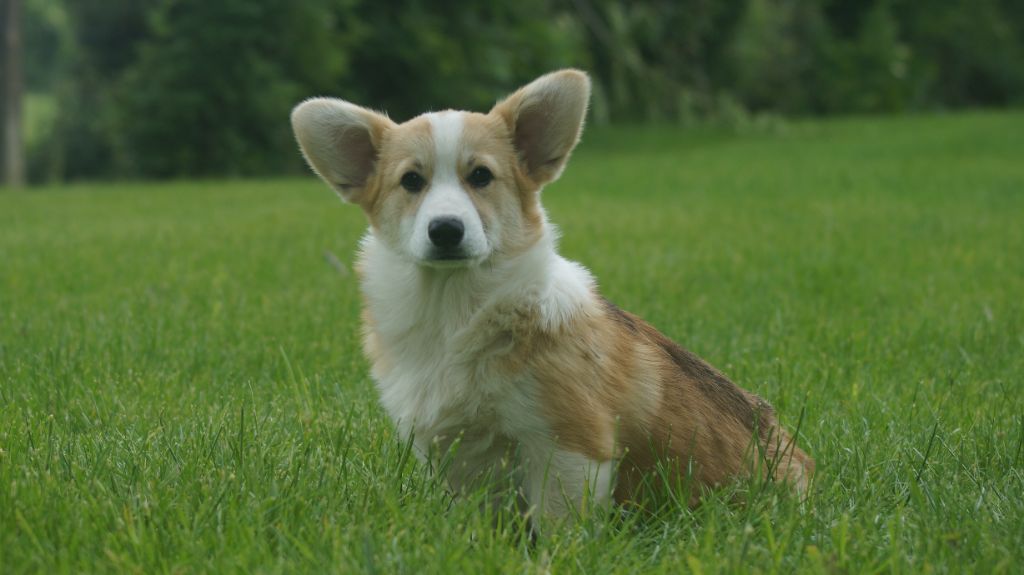 Des Terres De Beaulieu - Chiots disponibles - Welsh Corgi Pembroke