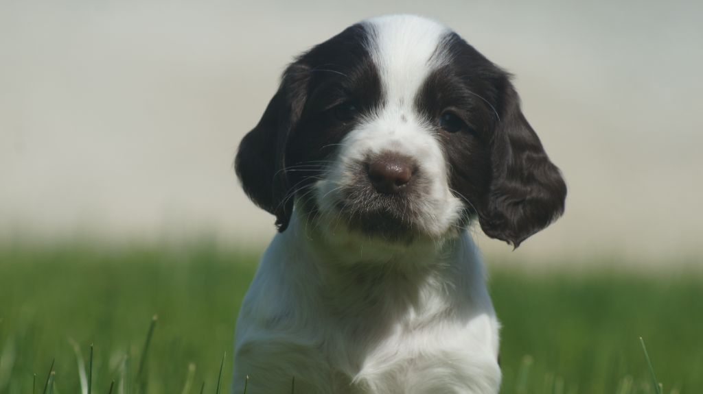 Des Terres De Beaulieu - Chiots disponibles - English Springer Spaniel