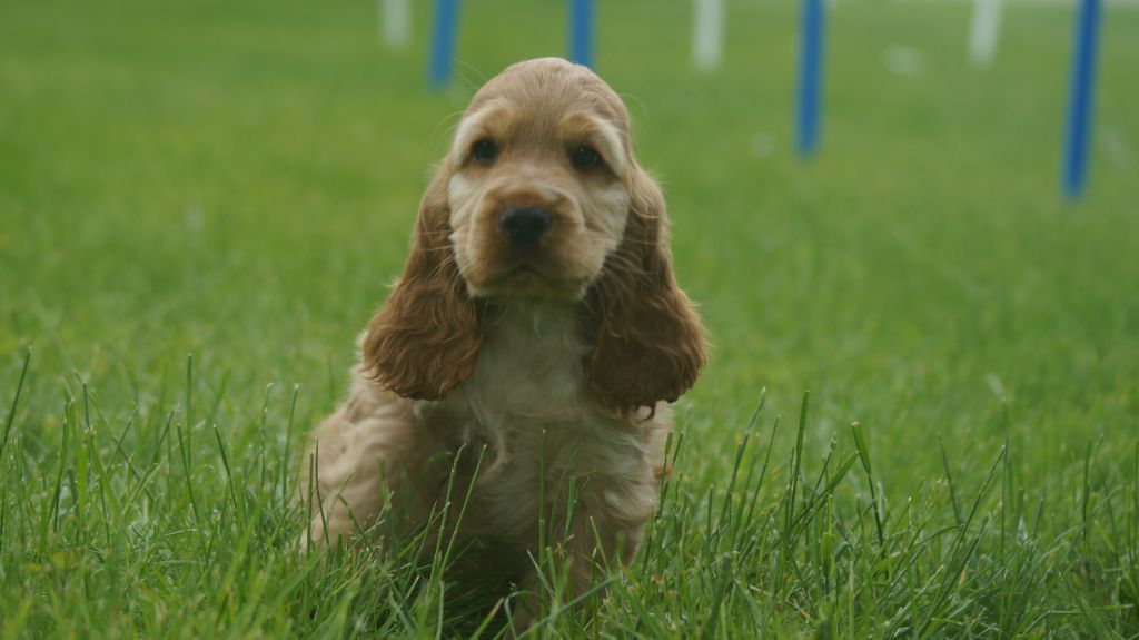 Des Terres De Beaulieu - Chiots disponibles - Cocker Spaniel Anglais