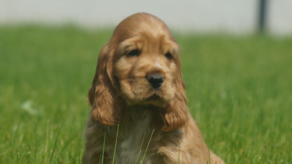Des Terres De Beaulieu - Chiots disponibles - Cocker Spaniel Anglais